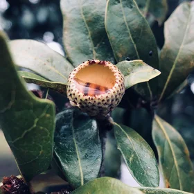 An acorn cupule runneth over