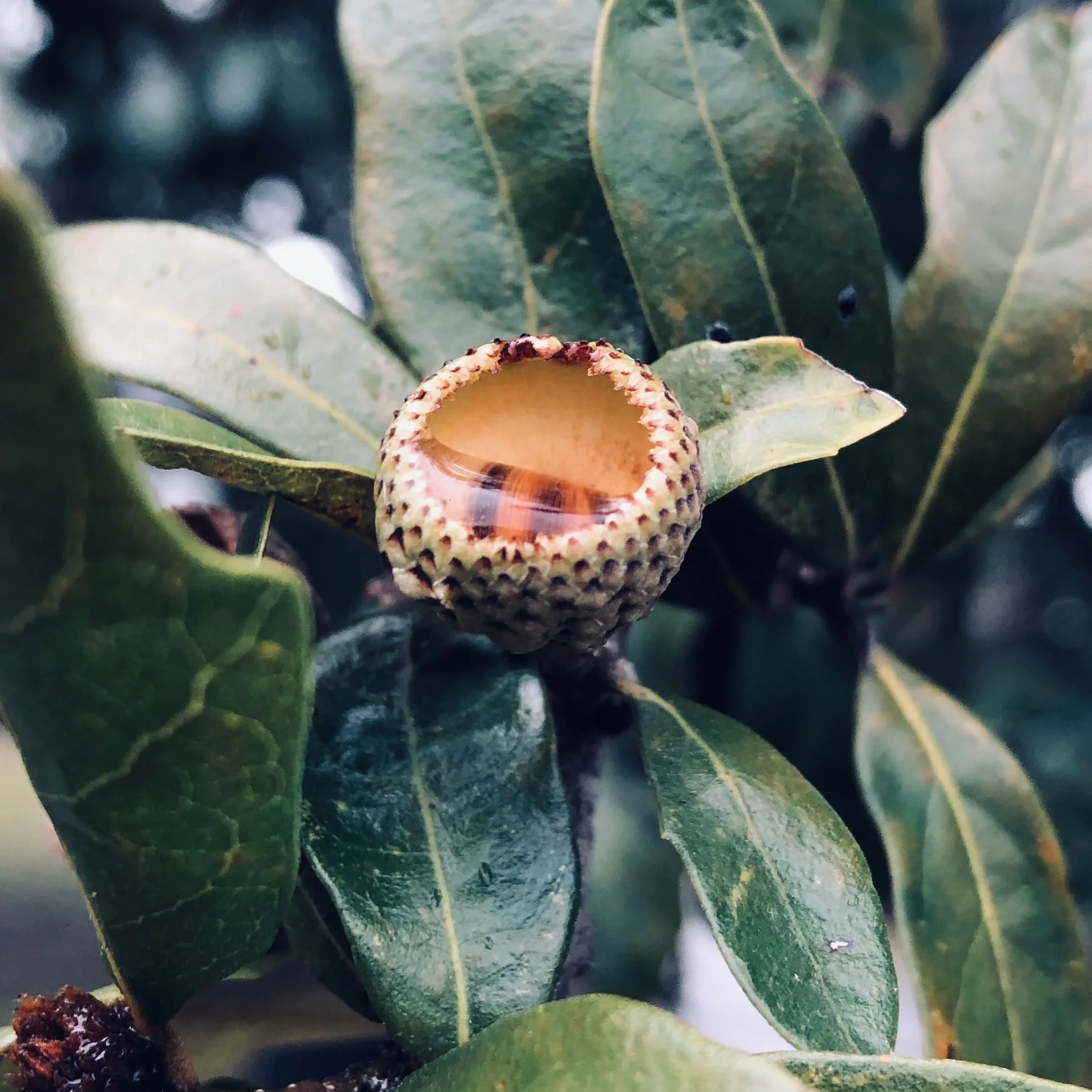 An acorn cupule runneth over