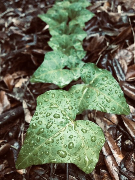 A wet understory plant