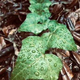 A wet understory plant