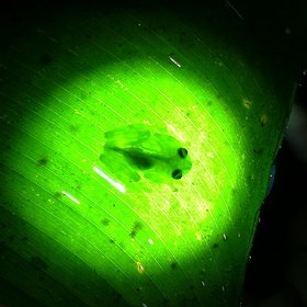 Glas frog - we met during the field work Costa Rica