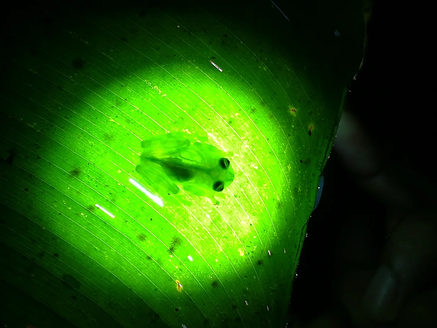 Glas frog - we met during the field work Costa Rica