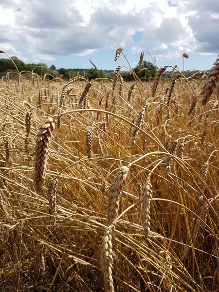 Harvesting resilient wheat