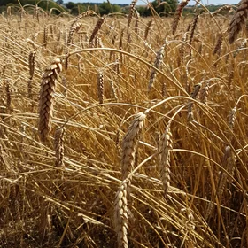 Harvesting resilient wheat