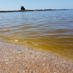 The moment of a plankton bloom - the root of our essential food chain
