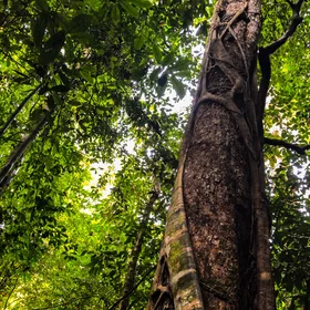 Killing trees softly