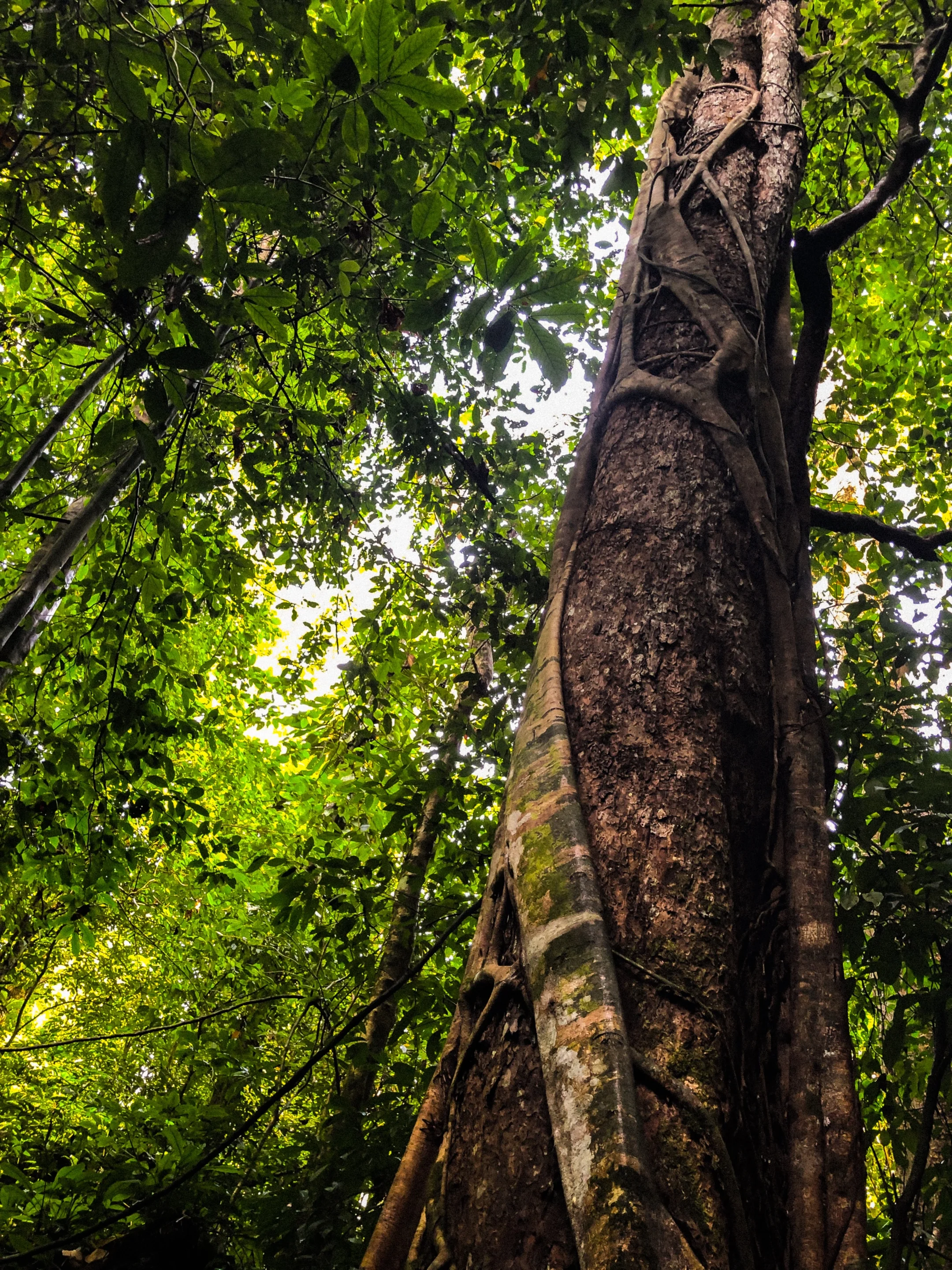Killing trees softly