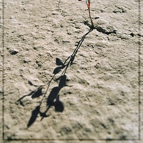 Blueberry sprig grows through Cambrian limestone, Siberian Arctic, Russia