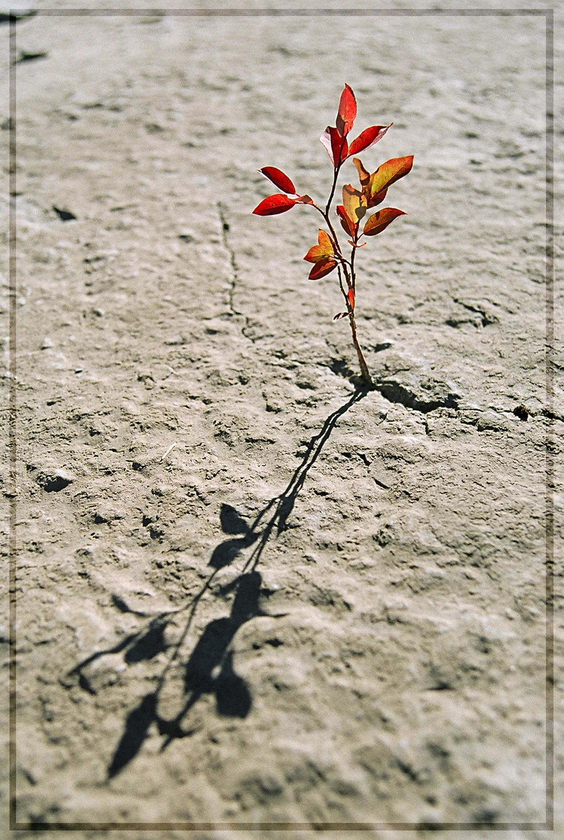 Blueberry sprig grows through Cambrian limestone, Siberian Arctic, Russia
