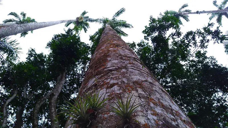 Old palm tree on the Botanic Garden of Rio de Janeiro