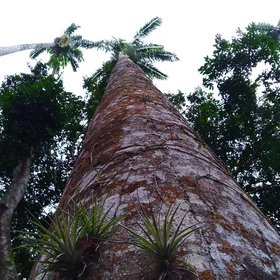 Old palm tree on the Botanic Garden of Rio de Janeiro