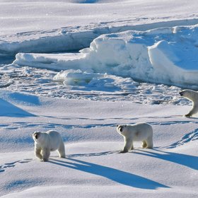 Polar bears in North-East Greenland