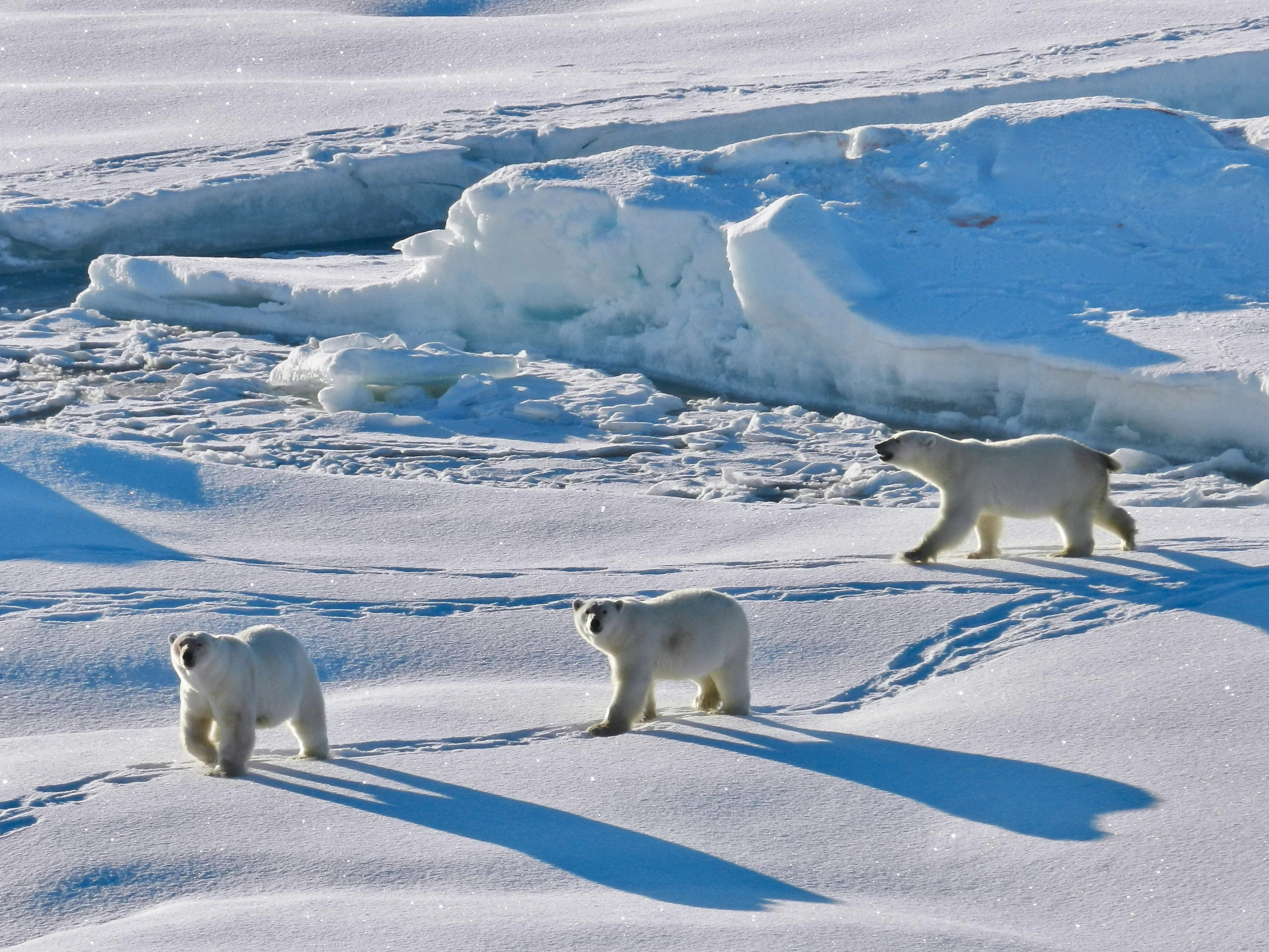 Polar bears in North-East Greenland