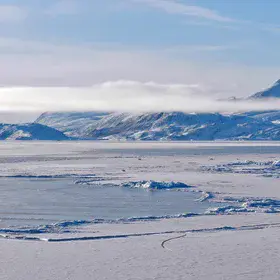 Nioghalvfjerdsfjorden / 79°North-Glacier in NE-Greenland. Polar bear for scale.