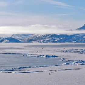 Nioghalvfjerdsfjorden / 79°North-Glacier in NE-Greenland. Polar bear for scale.