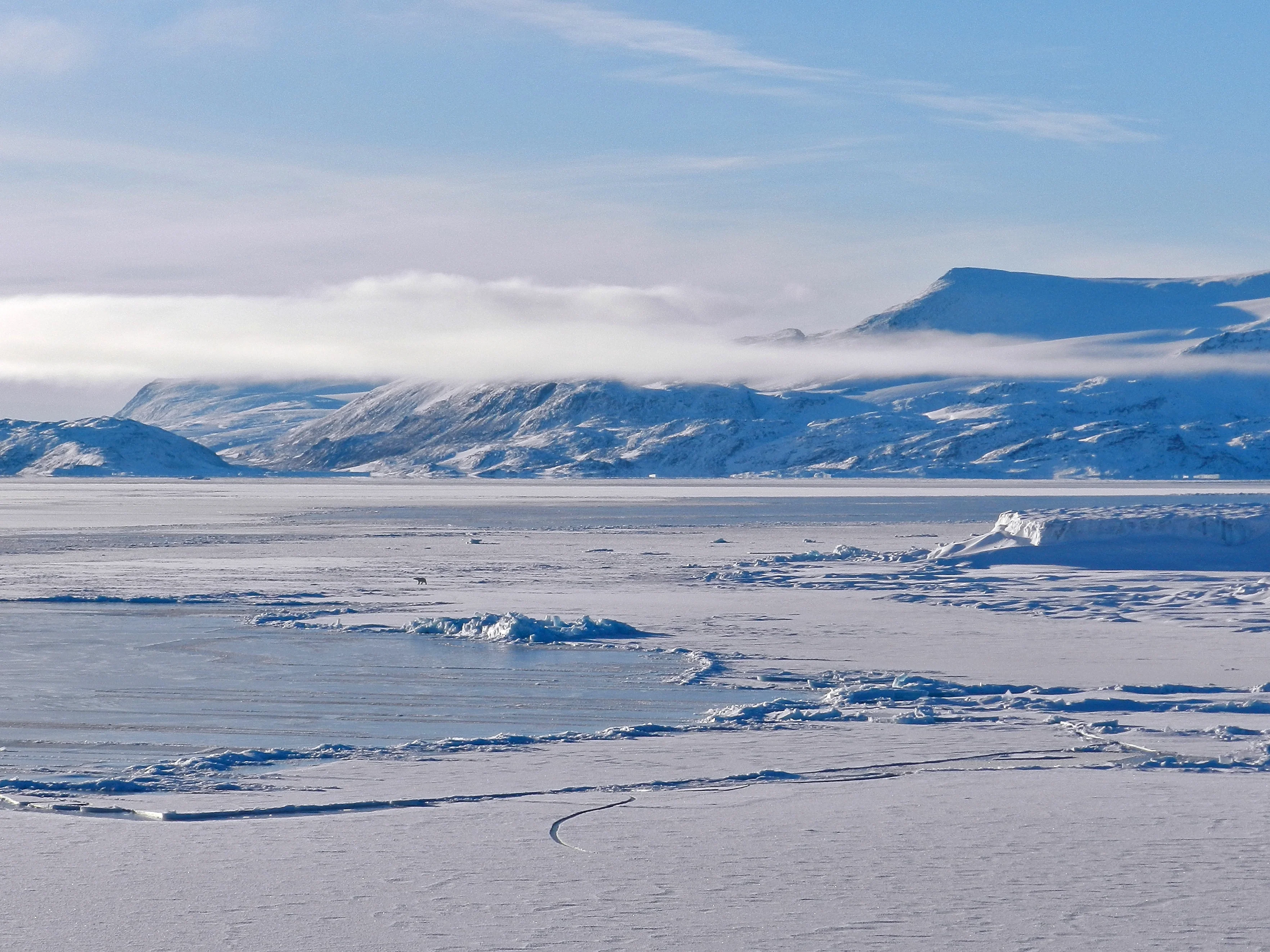 Nioghalvfjerdsfjorden / 79°North-Glacier in NE-Greenland. Polar bear for scale.