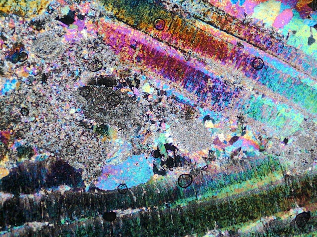 Psychedelic Foraminifera