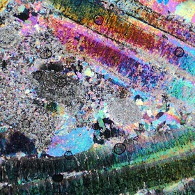 Psychedelic Foraminifera
