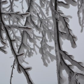 Frozen trees during winter of 2019