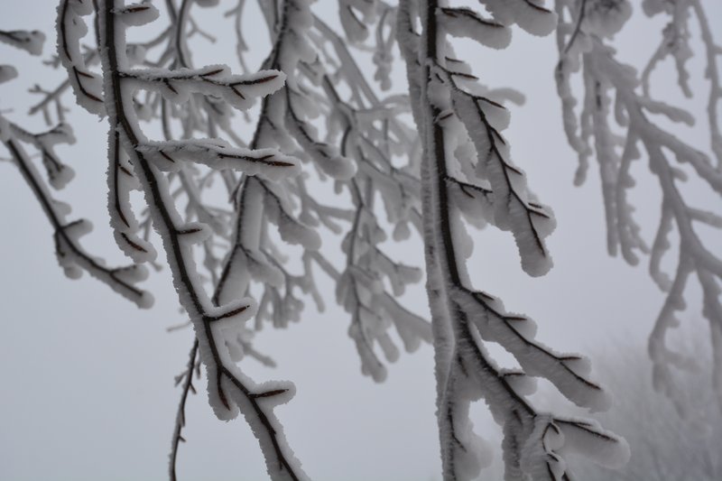 Frozen trees during winter of 2019