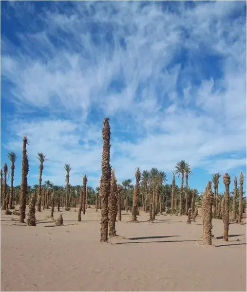 The Palm Cemetery in Middle Draa