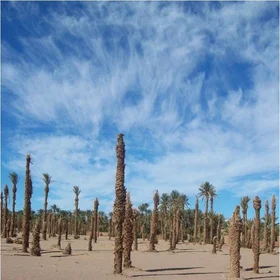 The Palm Cemetery in Middle Draa