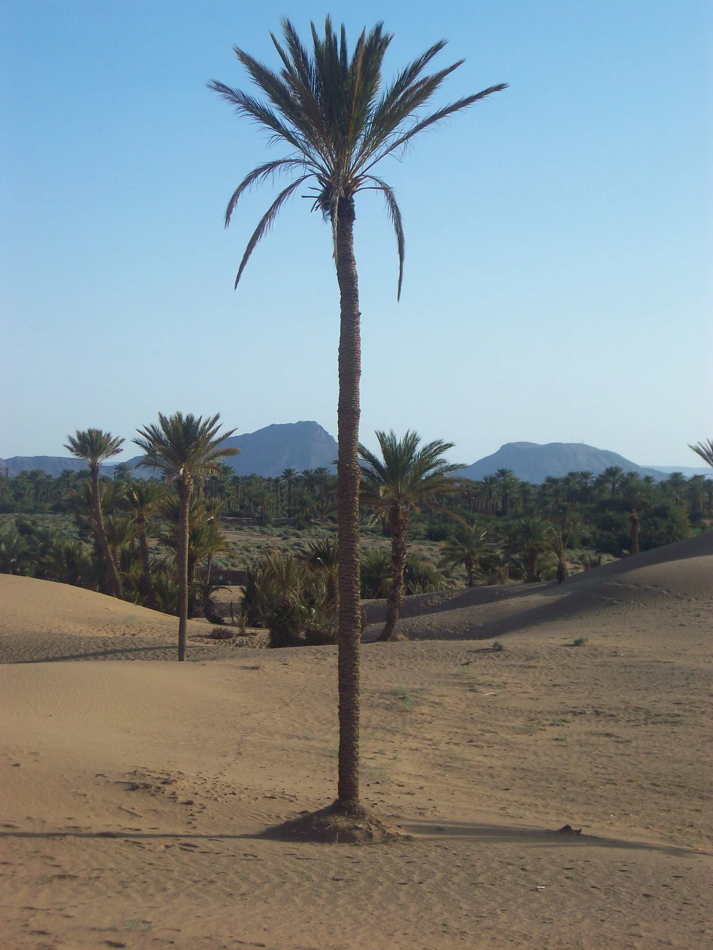 The palm grove between extinction threat... and protection efforts