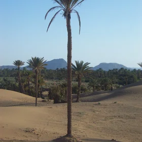 The palm grove between extinction threat... and protection efforts