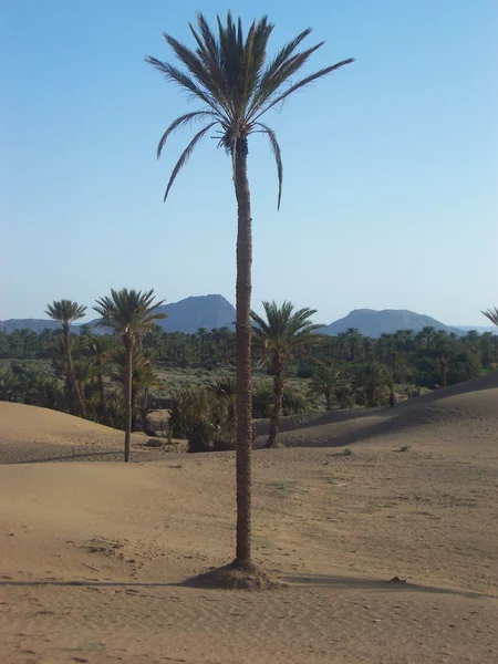 The palm grove between extinction threat... and protection efforts
