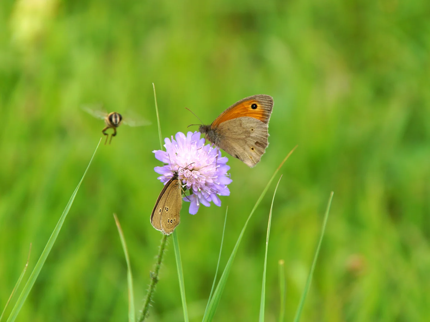 Unexpected insect photobomb