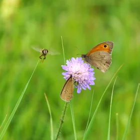 Unexpected insect photobomb