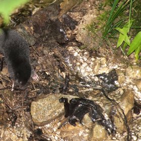 The interdisciplinary mole – surfacing to explore the aquatic realm