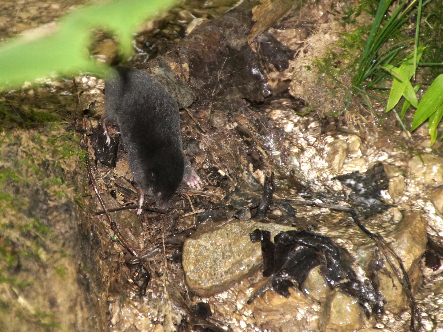 The interdisciplinary mole – surfacing to explore the aquatic realm