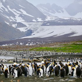 The Retreating Glaciers behind Half a Million Penguins