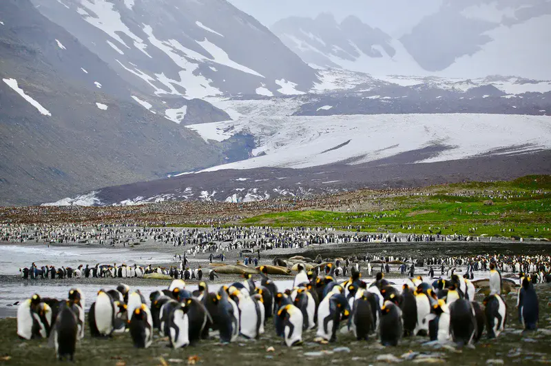 The Retreating Glaciers behind Half a Million Penguins
