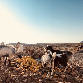 Goats at the Balos Bay