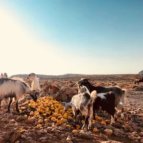 Goats at the Balos Bay