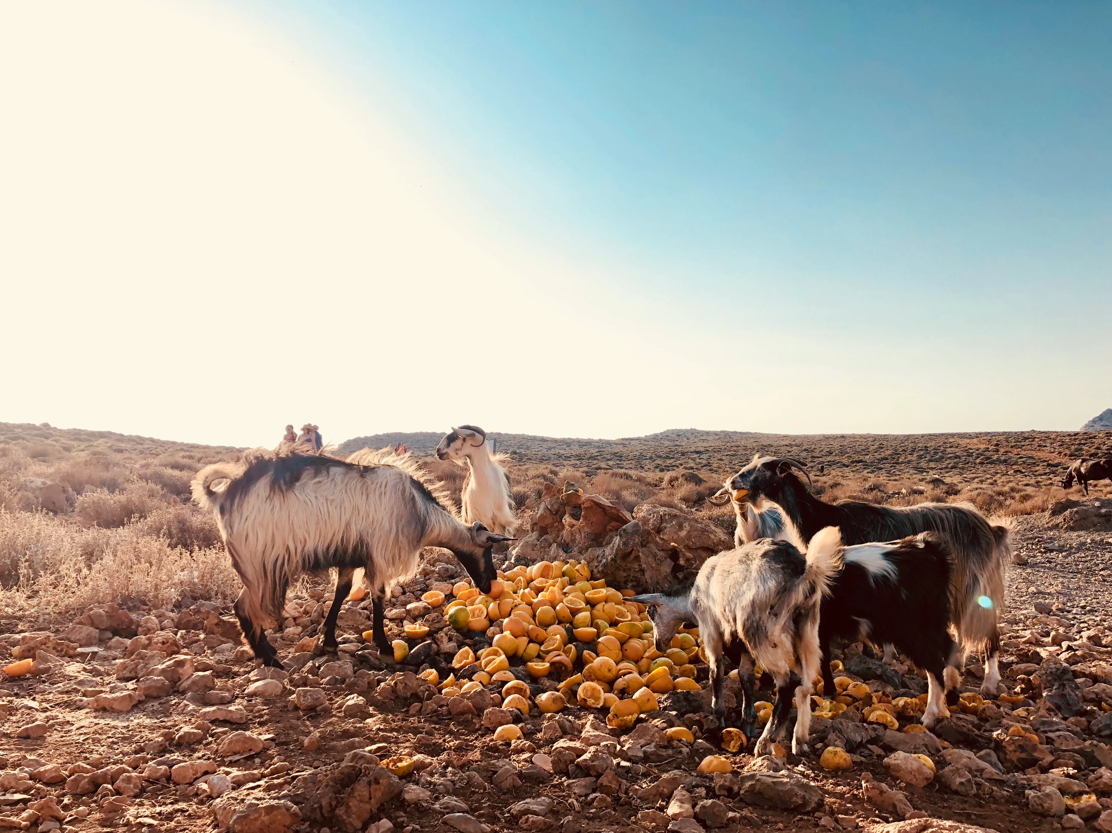 Goats at the Balos Bay