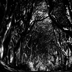The Graceful Antiquity of the Dark Hedges