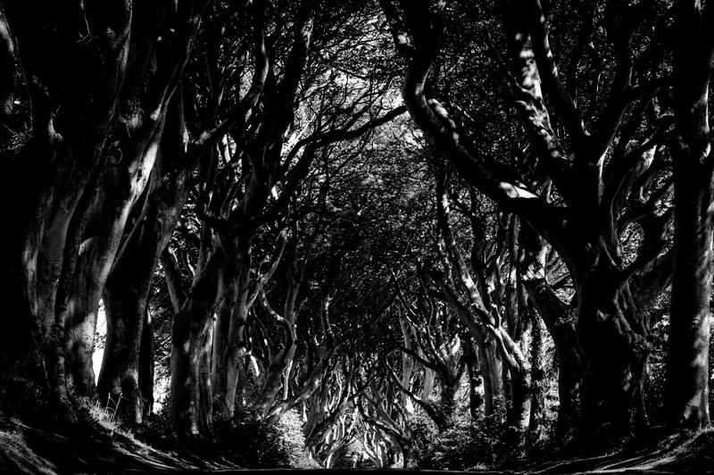 The Graceful Antiquity of the Dark Hedges