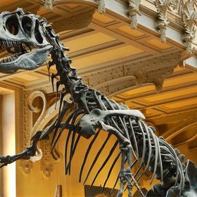 Allosaurus at the Paris Museum of Natural History