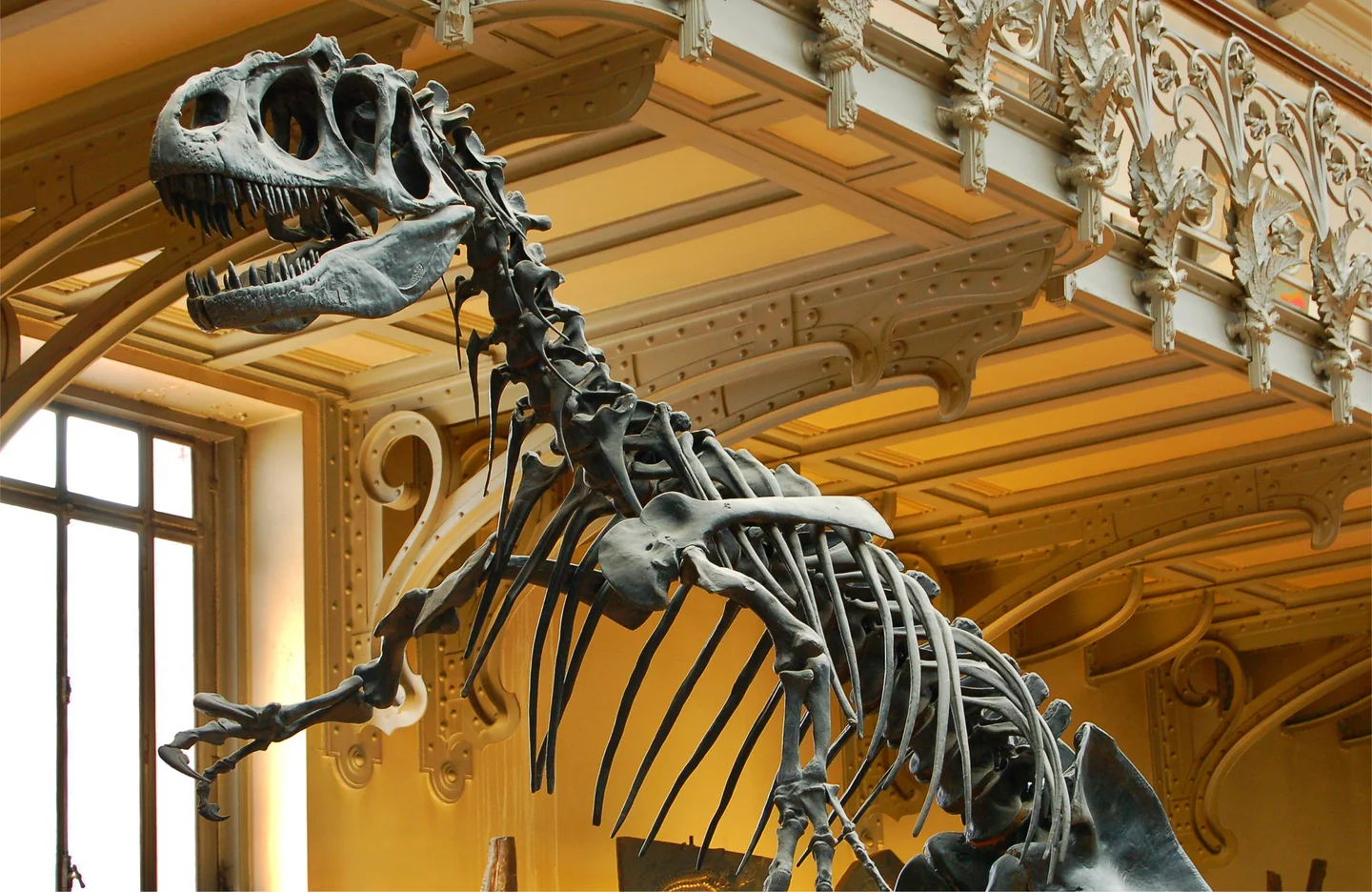 Allosaurus at the Paris Museum of Natural History