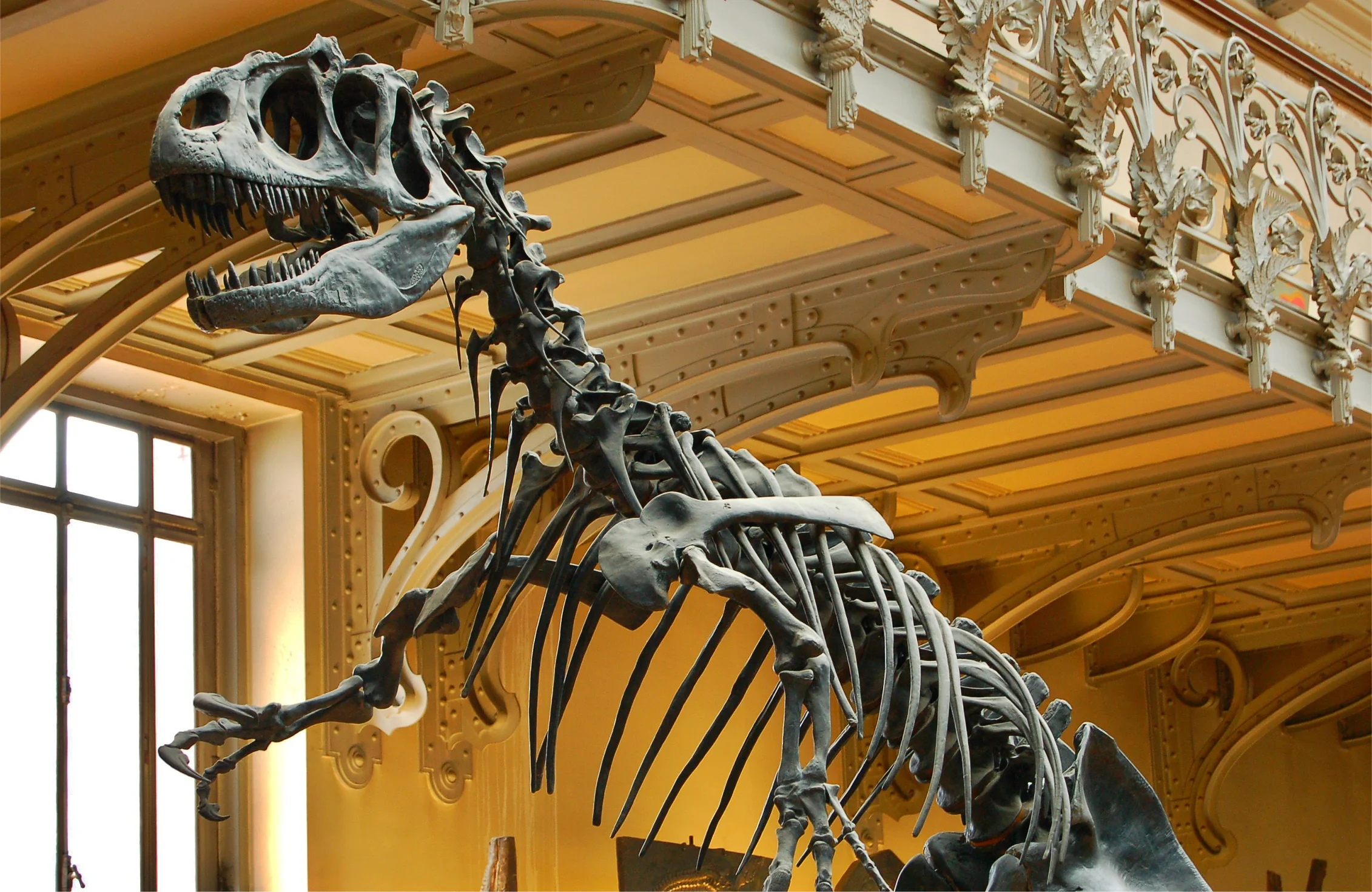 Allosaurus at the Paris Museum of Natural History