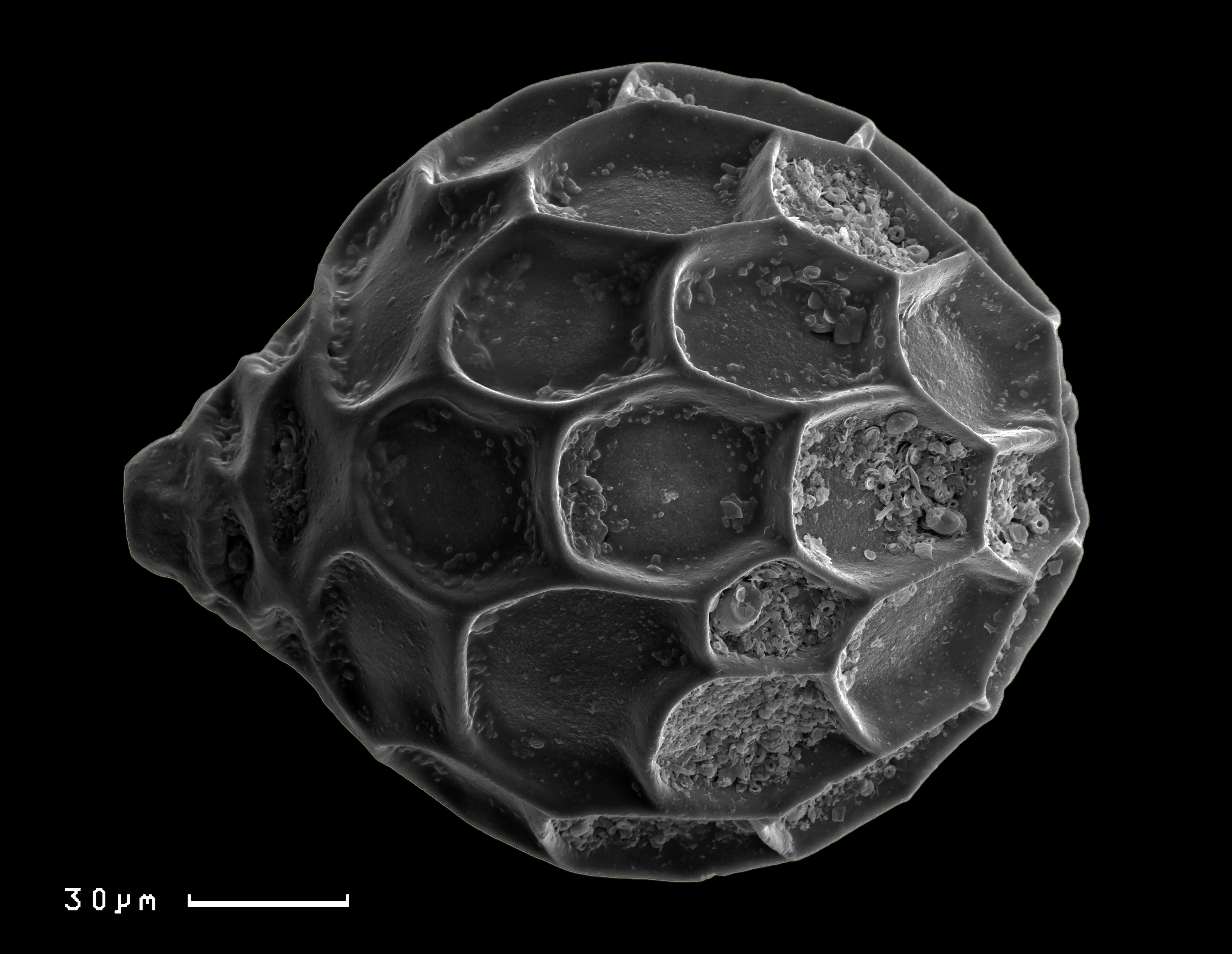 Micro and Nano composition