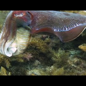 Giant Australian Cuttlefish in the Spencer Gulf, South Australia