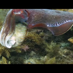 Giant Australian Cuttlefish in the Spencer Gulf, South Australia