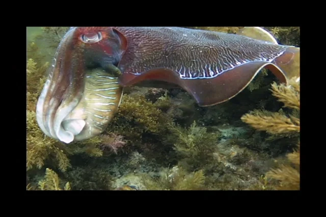 Giant Australian Cuttlefish in the Spencer Gulf, South Australia