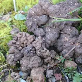 Worm castings in a Mediterranean soil