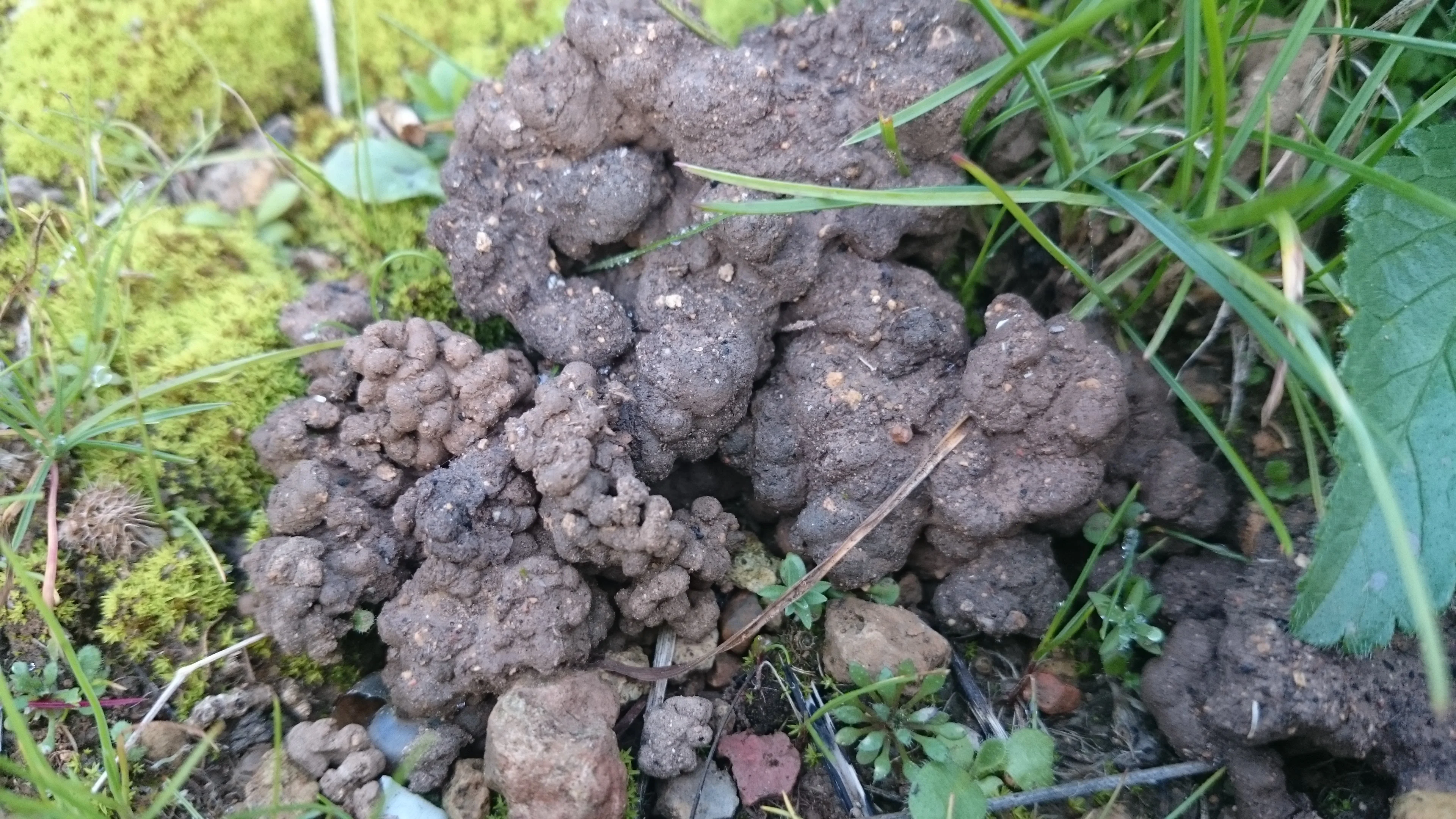 Worm castings in a Mediterranean soil