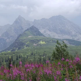 Fireweed and the Tatra Mts.